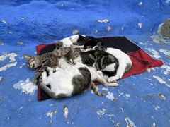 Chefchaouen : an assortiment of cats